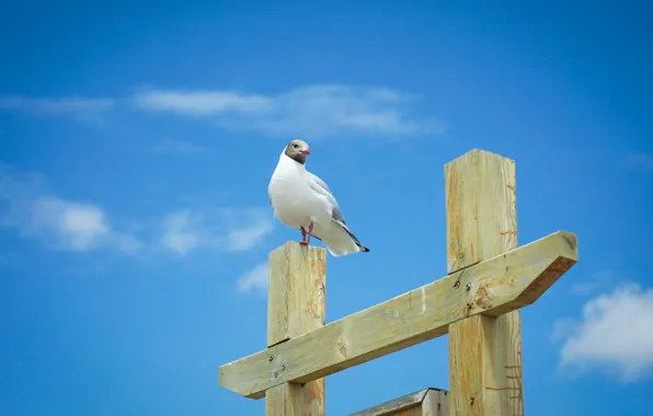 The sky, bird, Seagull