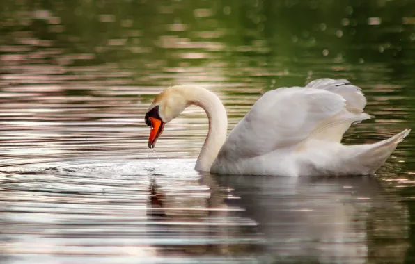 Greens, water, lake, glare, bird, Swan, pond, floats