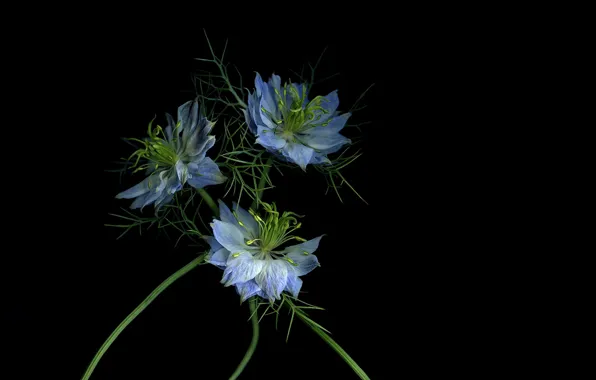 Picture leaves, light, shadow, petals, stem, three