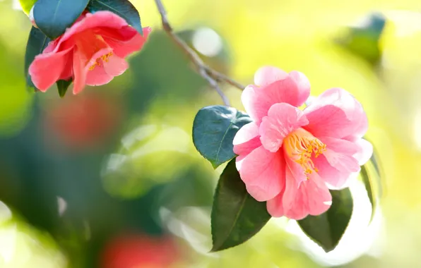 Leaves, flowers, background, blur, pink, buds, bokeh, Camellia