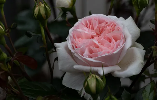 Flower, macro, pink, rose, buds, bokeh, lush