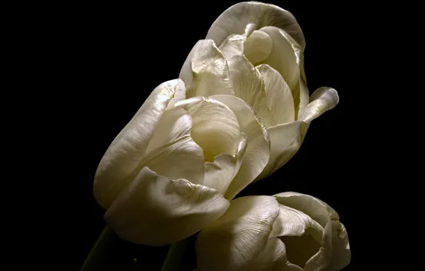 Picture flowers, background, tulips