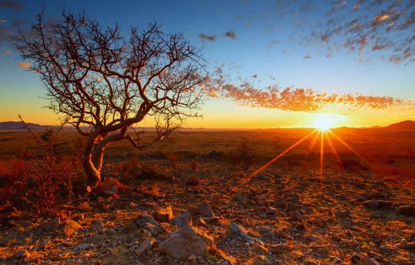 Trees, sunset, Africa, Namibia