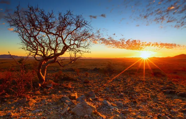 Sunset, tree, Africa, Namibia