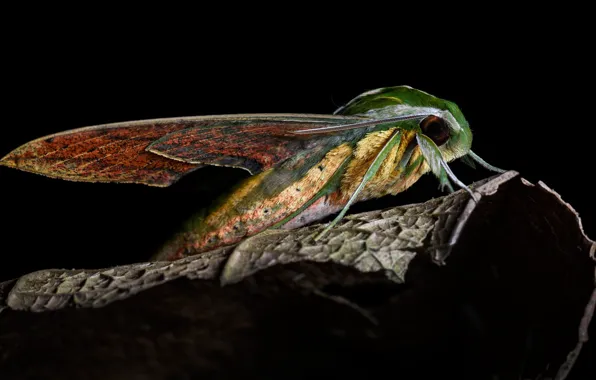 Macro, butterfly, leaf, wings, profile, insect, black background, abdomen