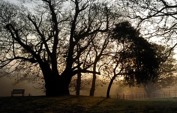 Trees, landscape, sunset, bench