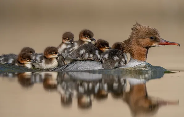 Water, birds, reflection, ducklings, crossing, duck, Chicks, Common merganser