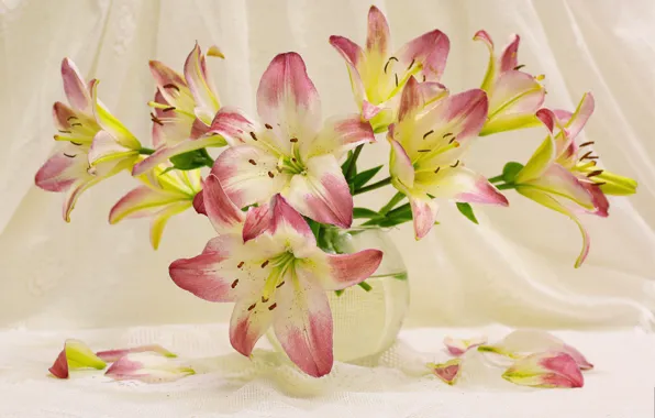 Summer, flowers, mood, Lily, beauty, plants, still life, a bunch