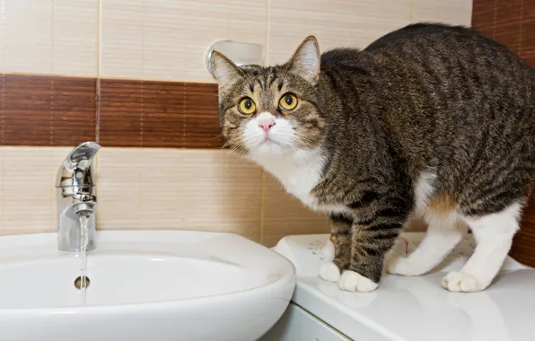 Cat, water, sink, bath, Cat