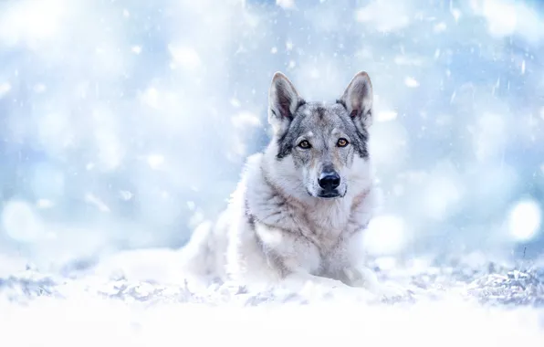 Picture look, face, snow, bokeh, Czechoslovakian, Wolfdog, The Czechoslovakian Wolfdog, Volkosob