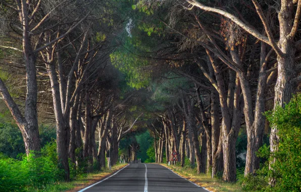Road, trees, landscape