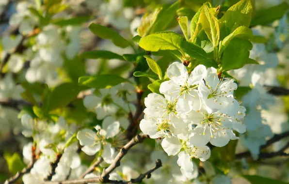 White, flower, spring, blooming