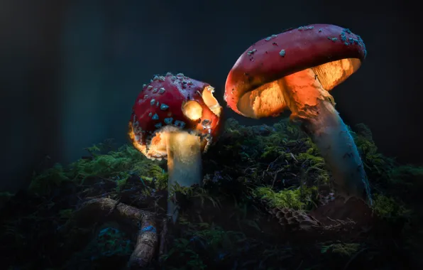 Light, nature, the dark background, mushrooms, moss, branch, Amanita, bump