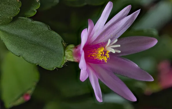 Flower, cactus, khatiora