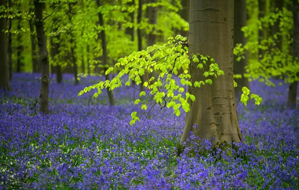Forest, trees, flowers, spring, Belgium, bells, bell, woodlands