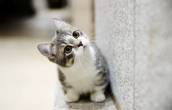 Picture eyes, sweetheart, kitty