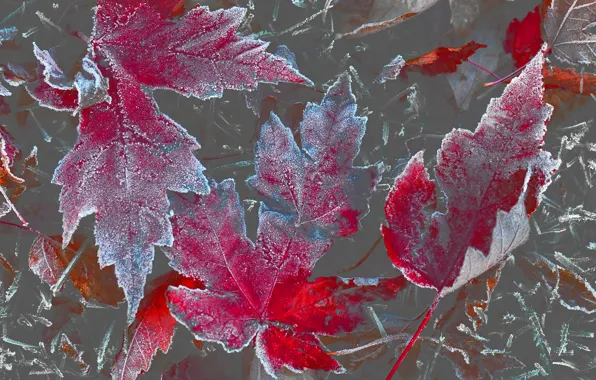Autumn, leaves, maple, frost