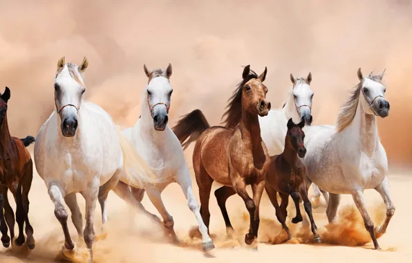 Picture horse, the herd, foals