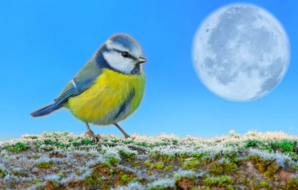 Picture the sky, grass, snow, the moon, titmouse, first
