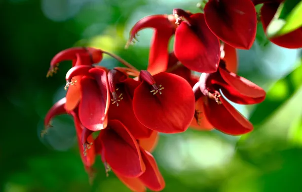 Greens, the sun, macro, flowers, red, nature, bokeh, cockscomb