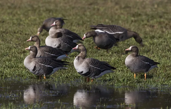 Birds, glade, pack, grey, goose, geese