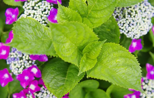 Summer, leaves, drops, macro, bright, plant, green