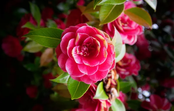 Flowers, pink, bokeh, Camellia