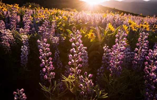 Picture light, flowers, morning