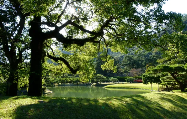Grass, the sun, trees, branches, pond, Park, foliage, Japan