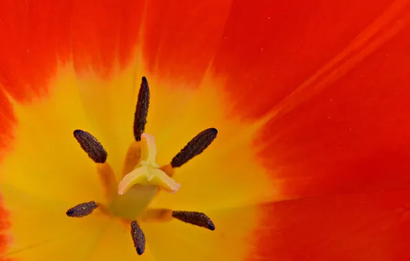 Picture flower, Tulip, petals, stamens