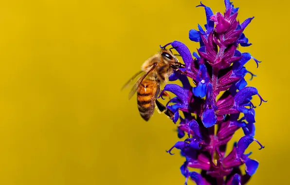 Picture flower, bee, plant, insect