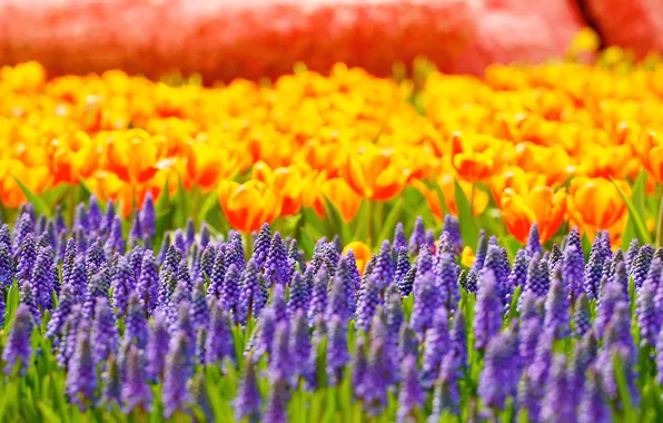 Picture flowers, glare, tulips, Muscari