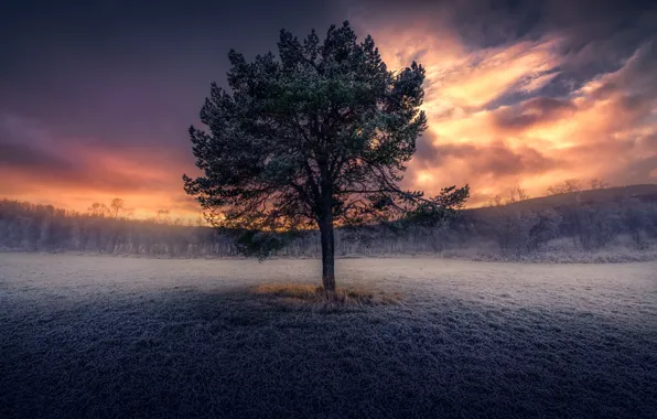 Frost, field, autumn, the sky, grass, clouds, sunset, tree