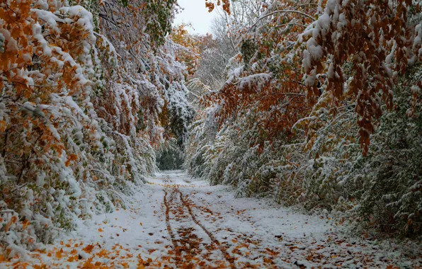 Road, autumn, leaves, trees, October, the first snow