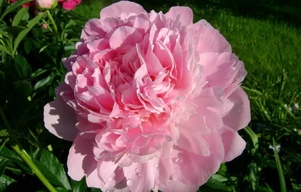 Rosa, June, Peony