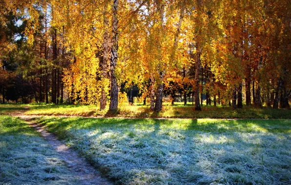 Picture autumn, forest, the sun, Frost, birch