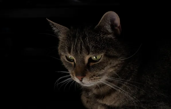Picture cat, background, black, portrait