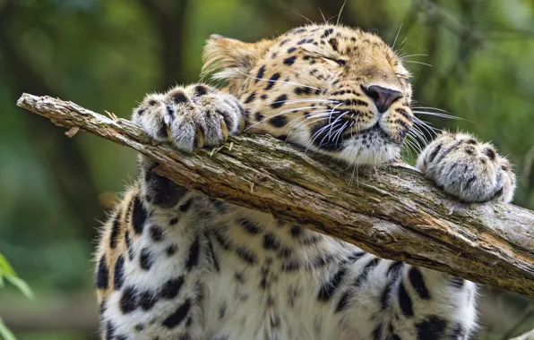 Picture cat, leopard, log, Amur, ©Tambako The Jaguar