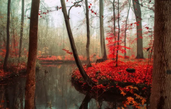 Autumn, forest, nature