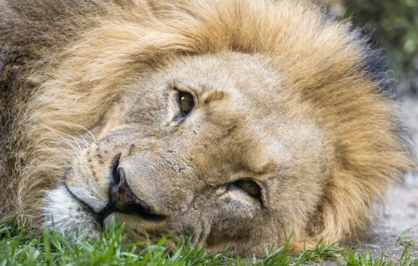 Picture cat, look, face, Leo, ©Tambako The Jaguar