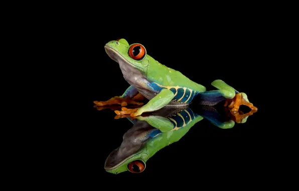 Wallpaper look, macro, pose, green, reflection, frog, black background, sitting