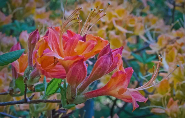 Picture macro, nature, Lily, petals