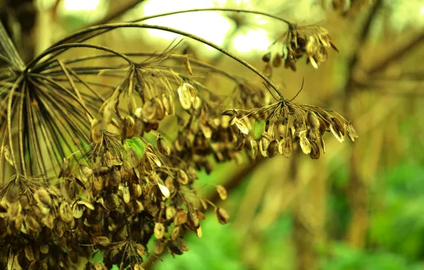 Macro, umbrella, plant, dill