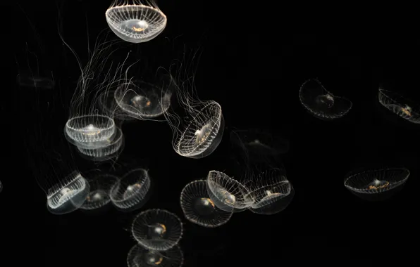 Darkness, black, jellyfish, transparent