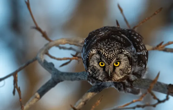 Picture look, branches, owl, bird, Tengmalm's owl