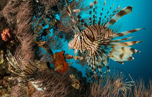 Sea, fish, fish, corals, underwater world, ray - finned fish, zebra winged cat
