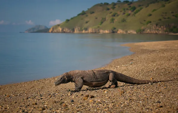 Picture Indonesia, reptile, Komodo dragon, Komodo national Park