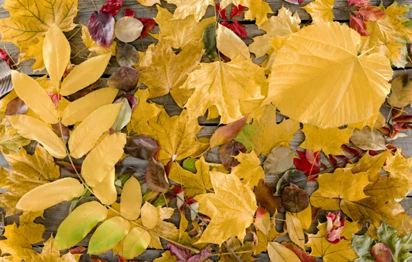 Autumn, leaves, trees, background, Board, colorful, wood, background