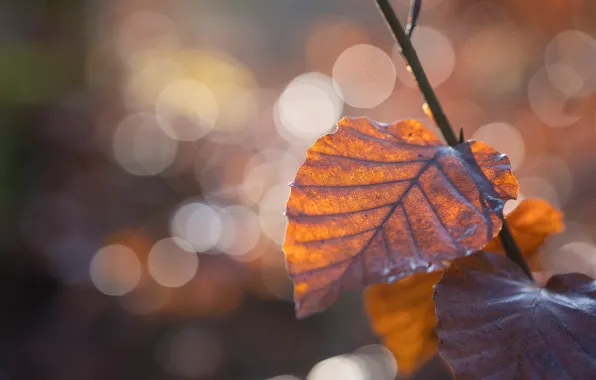 Autumn, light, branch, bokeh, autumn leaves