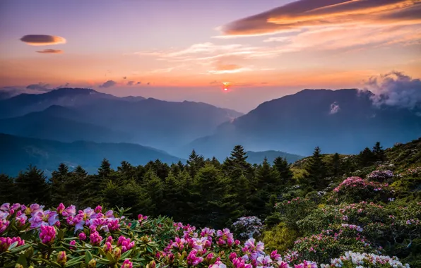 Forest, the sky, the sun, clouds, sunset, flowers, mountains, nature